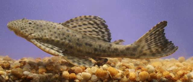 Hypostomus variipictus