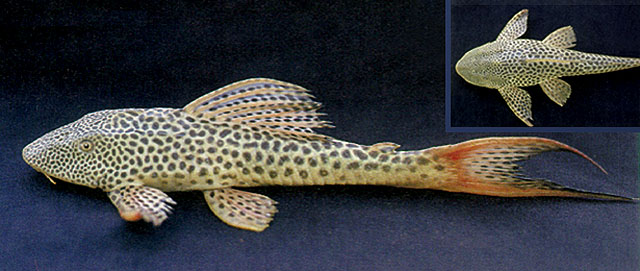 Hypostomus watwata