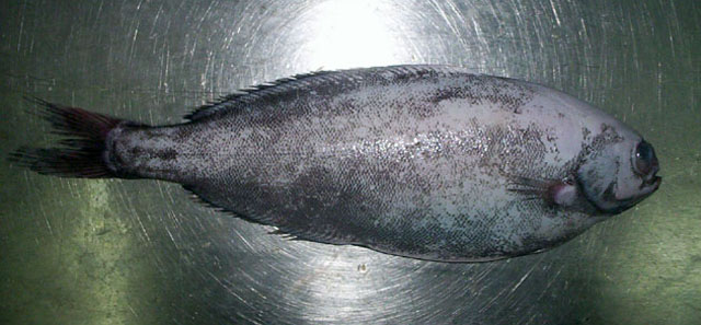 Icichthys australis