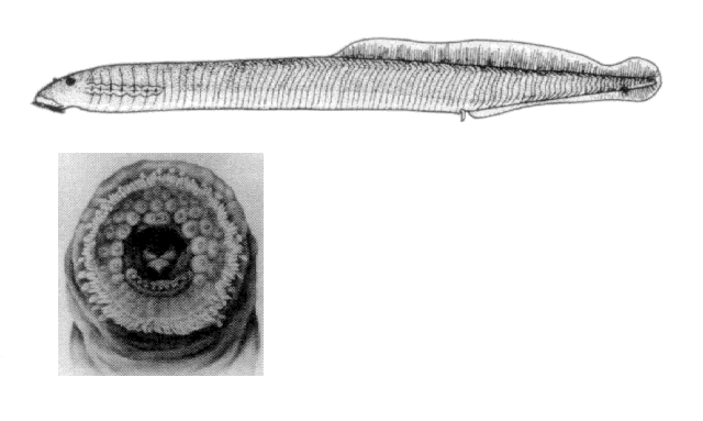 Ichthyomyzon fossor