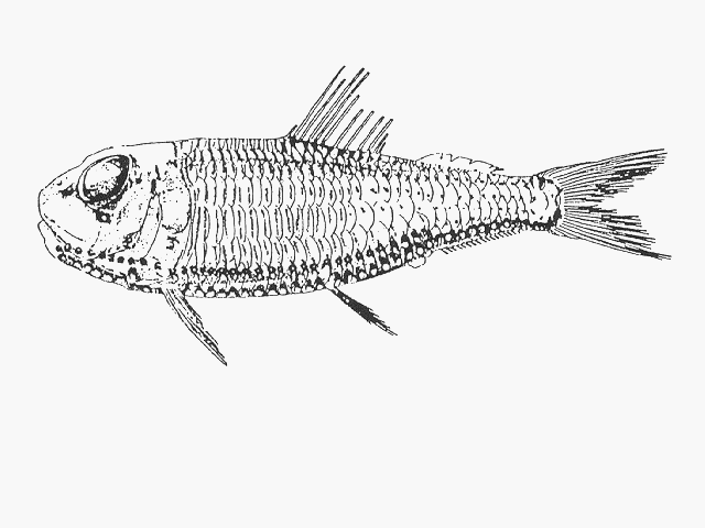 Ichthyococcus ovatus