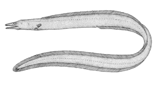 Ilyophis brunneus