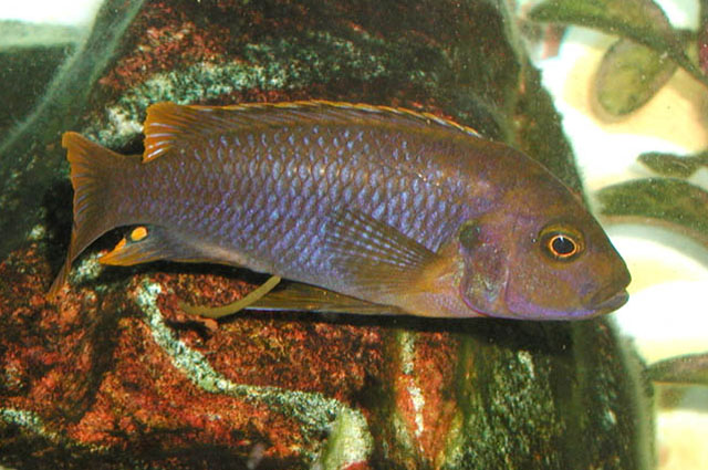 Iodotropheus sprengerae