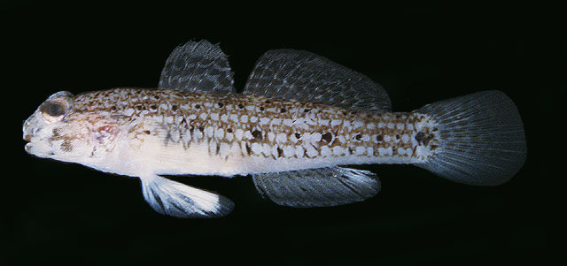 Istigobius spence