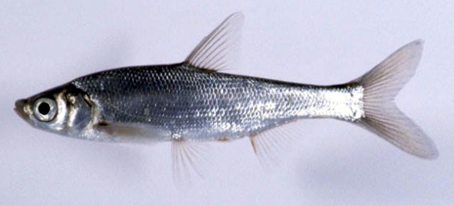 Ischikauia steenackeri