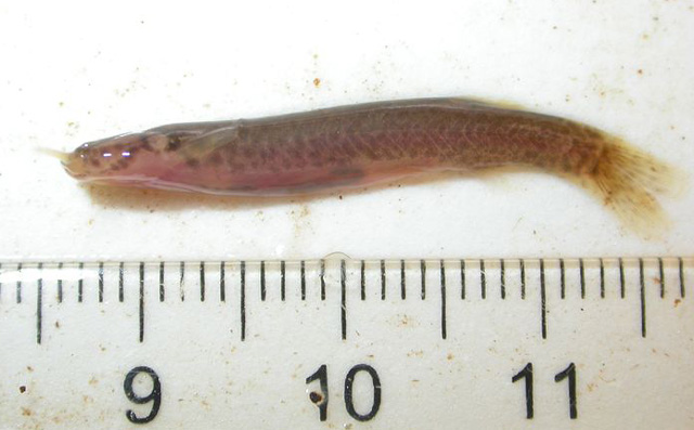 Ituglanis nebulosus