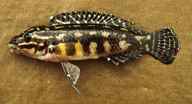 Julidochromis regani