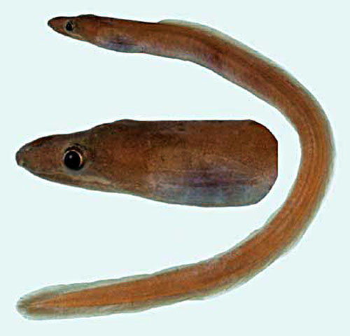 Kaupichthys brachychirus