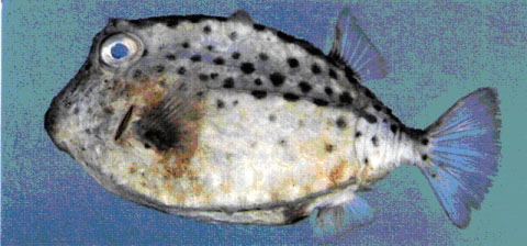 Kentrocapros aculeatus