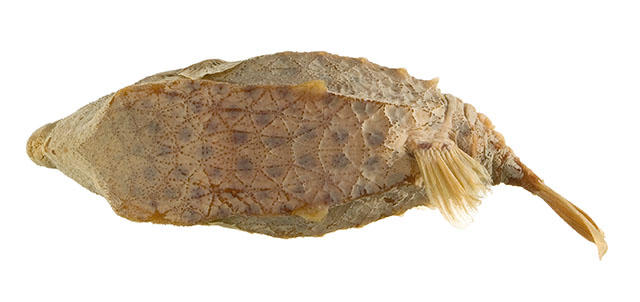 Kentrocapros aculeatus