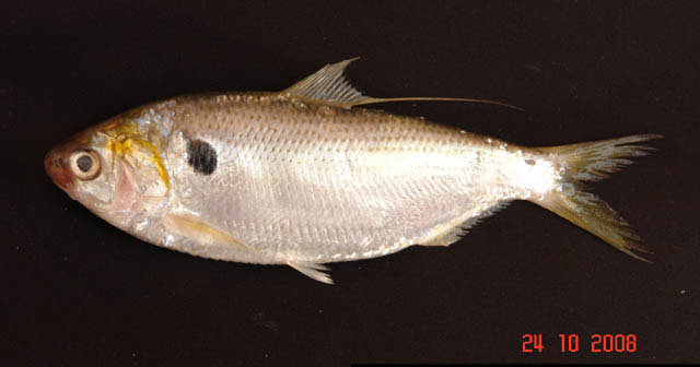 Konosirus punctatus