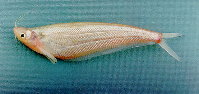 Micronema hexapterus