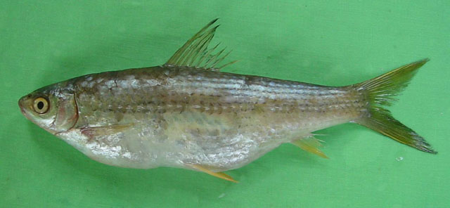 Gymnostomus ariza