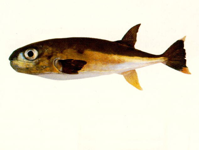 Lagocephalus gloveri