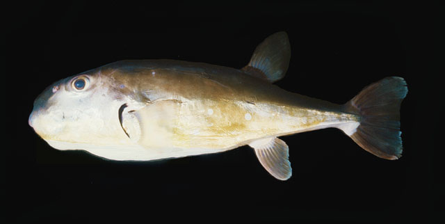 Lagocephalus inermis