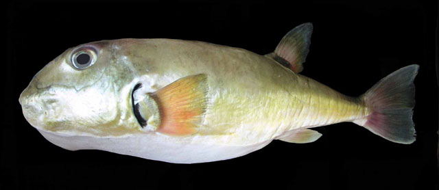 Lagocephalus inermis