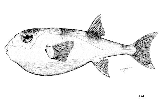 Lagocephalus lunaris