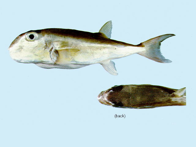 Lagocephalus lunaris