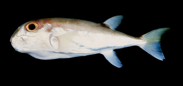 Lagocephalus lunaris