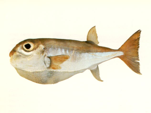 Lagocephalus lunaris