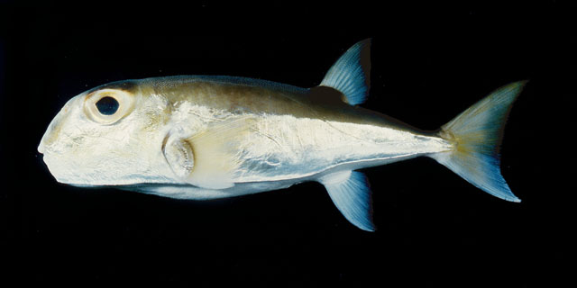 Lagocephalus lunaris