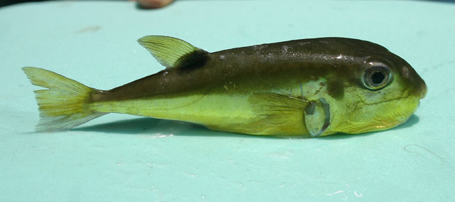 Lagocephalus lunaris