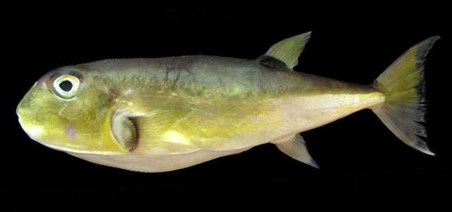 Lagocephalus lunaris