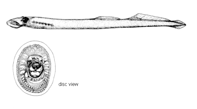 Entosphenus macrostoma