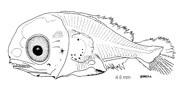 Lampanyctus pusillus