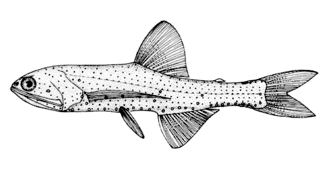 Lampanyctus pusillus