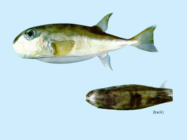 Lagocephalus spadiceus