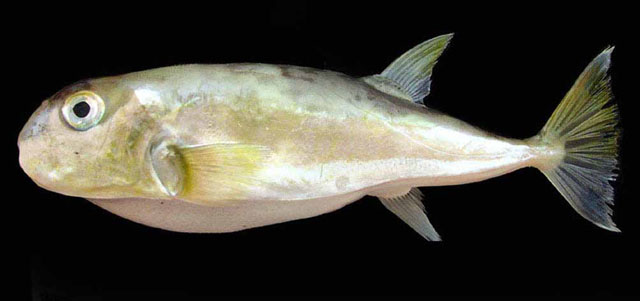 Lagocephalus spadiceus