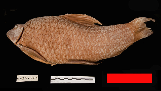 Labeo trigliceps