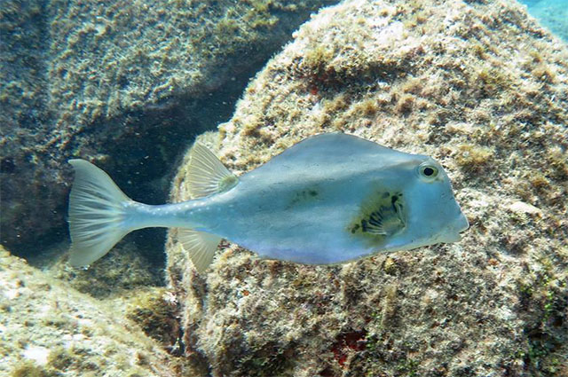 Lactophrys trigonus