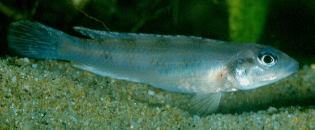 Lamprologus werneri