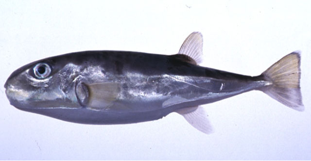 Lagocephalus wheeleri