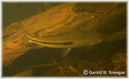 Leporinus agassizii