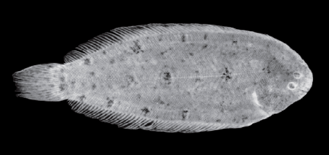 Leptachirus alleni