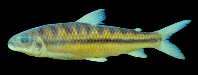 Leporinus amblyrhynchus