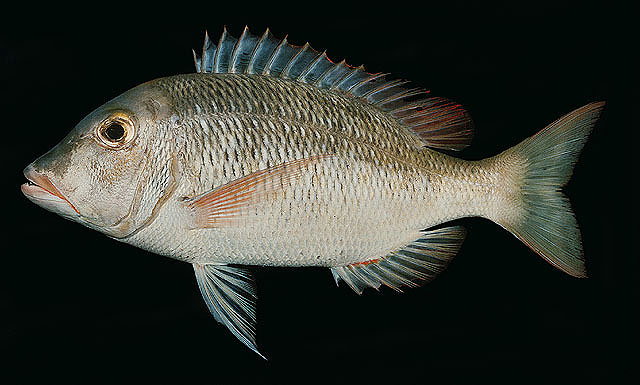 Lethrinus borbonicus