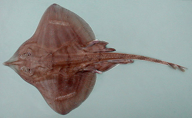 Leucoraja fullonica