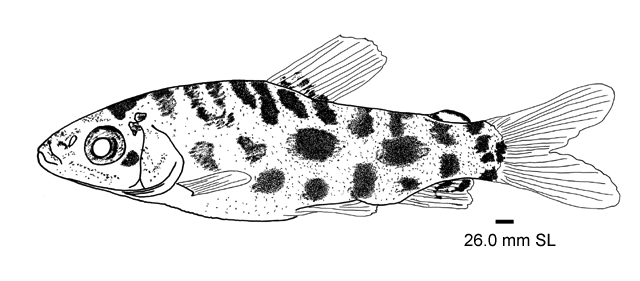 Leporinus granti