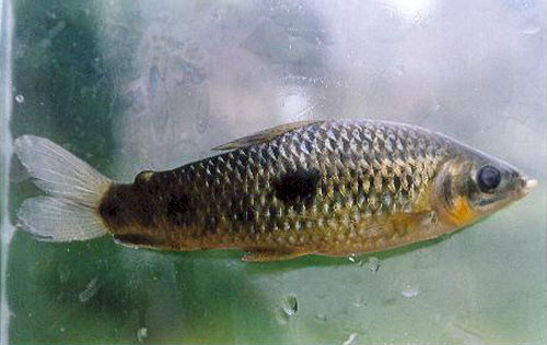 Leporinus granti