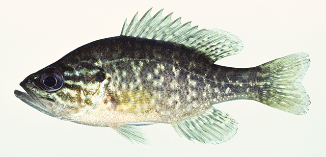 Lepomis gulosus