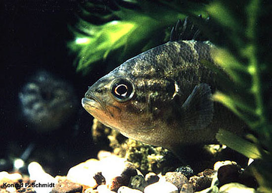 Lepomis gulosus