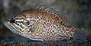 Lepomis gulosus