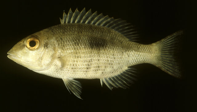 Lethrinus harak