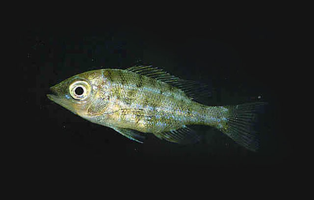 Lethrinus harak