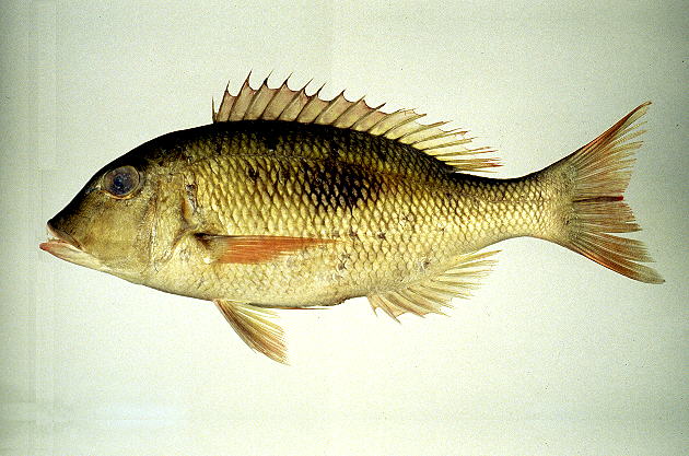 Lethrinus harak