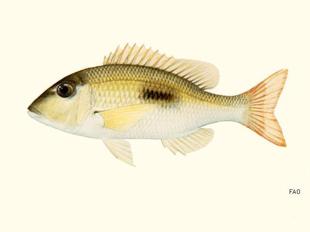 Lethrinus harak